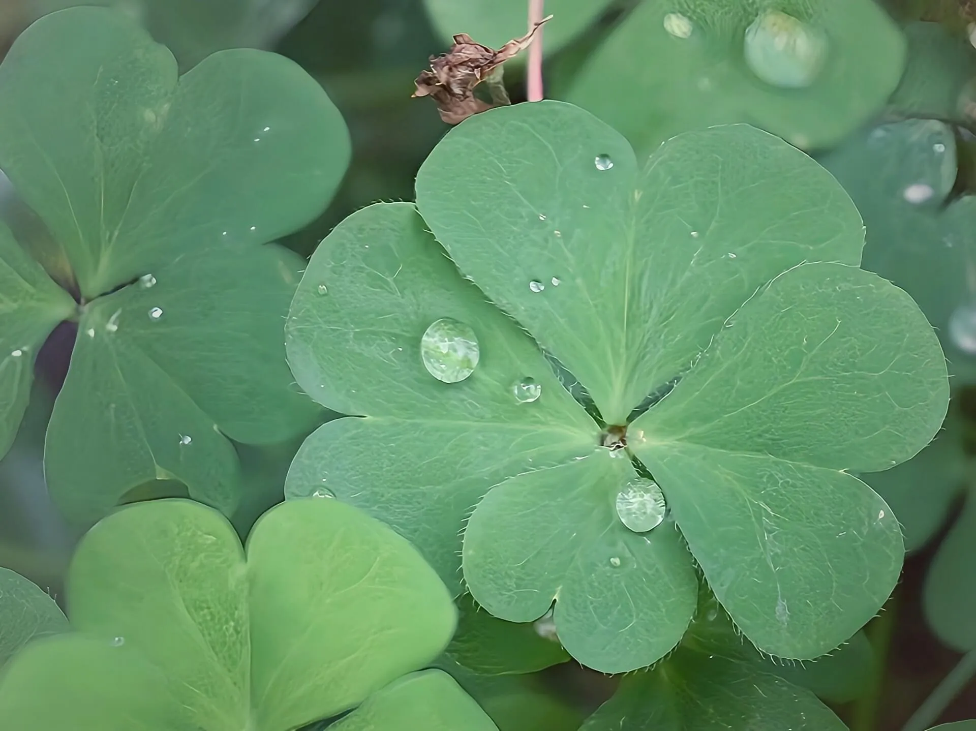 雨に濡れた植物